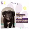 Manny