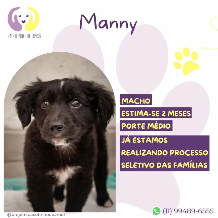 Cachorro raça SRD-ViraLata idade 2 a 6 meses nome Manny