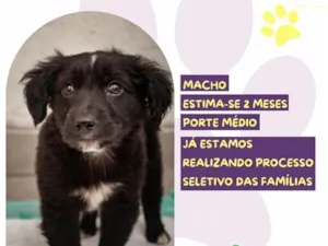Cachorro raça SRD-ViraLata idade 2 a 6 meses nome Manny