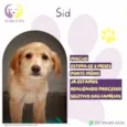 Sid