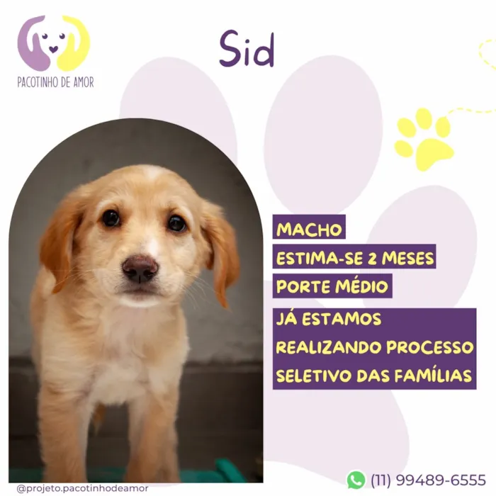 Cachorro raça SRD-ViraLata idade 2 a 6 meses nome Sid