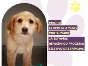 Cachorro raça SRD-ViraLata idade 2 a 6 meses nome Sid