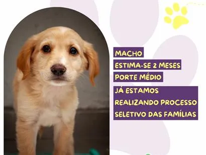 Cachorro raça SRD-ViraLata idade 2 a 6 meses nome Sid