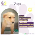 Diego
