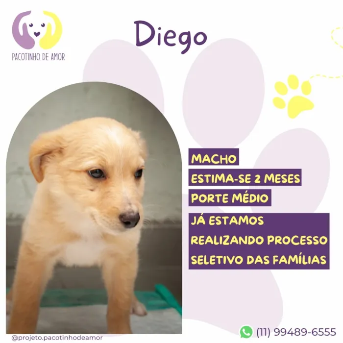 Cachorro raça SRD-ViraLata idade 2 a 6 meses nome Diego