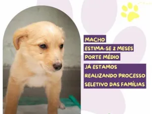 Cachorro raça SRD-ViraLata idade 2 a 6 meses nome Diego