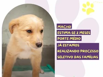 Cachorro raça SRD-ViraLata idade 2 a 6 meses nome Diego
