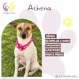 Athena
