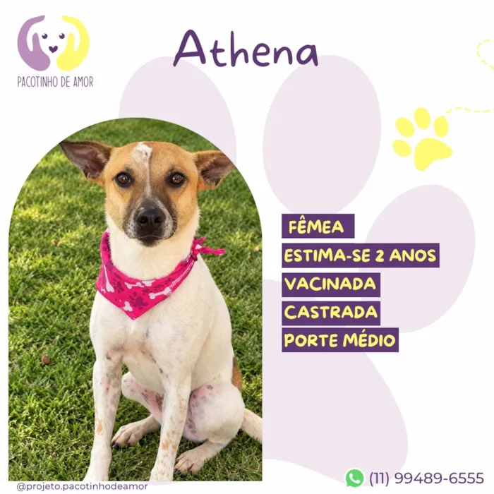 Cachorro raça SRD-ViraLata idade 2 anos nome Athena