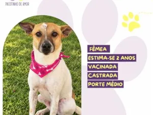 Cachorro raça SRD-ViraLata idade 2 anos nome Athena