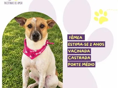 Cachorro raça SRD-ViraLata idade 2 anos nome Athena