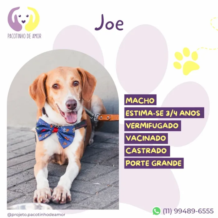 Cachorro raça SRD-ViraLata idade 3 anos nome Joe