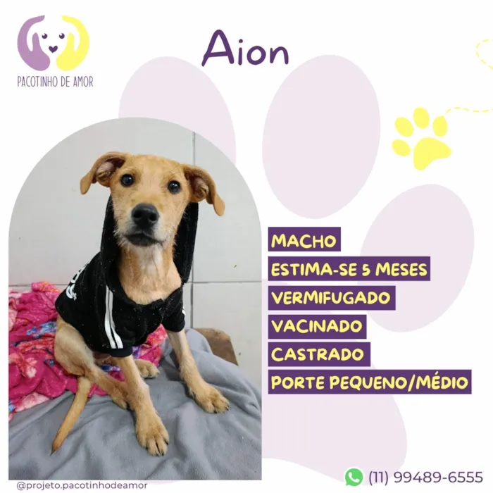 Cachorro raça SRD-ViraLata idade 2 a 6 meses nome Aion