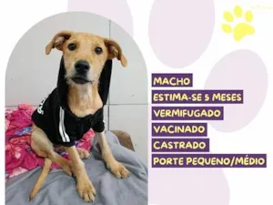 Cachorro raça SRD-ViraLata idade 2 a 6 meses nome Aion