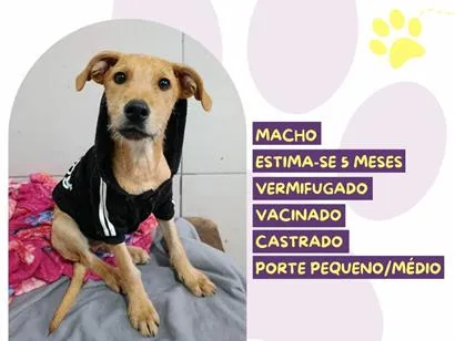 Cachorro raça SRD-ViraLata idade 2 a 6 meses nome Aion