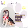 Chita