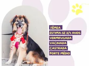 Cachorro raça SRD-ViraLata idade 3 anos nome Chita