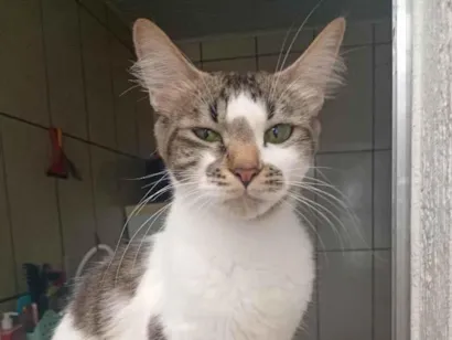 Gato raça SRD-ViraLata idade 1 ano nome sem nomes 