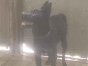 Cachorro raça SRD-ViraLata idade 1 ano nome Puma
