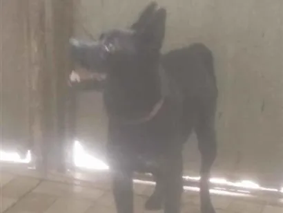 Cachorro raça SRD-ViraLata idade 1 ano nome Puma