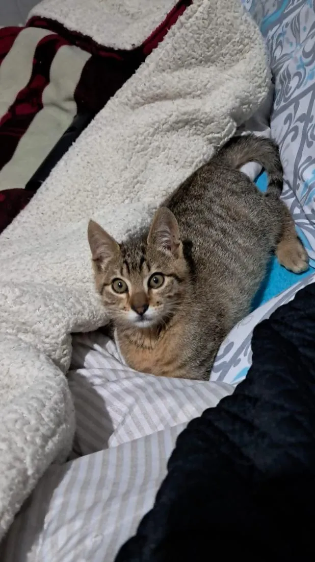 Gato raça SRD-ViraLata idade 2 a 6 meses nome Pitoco