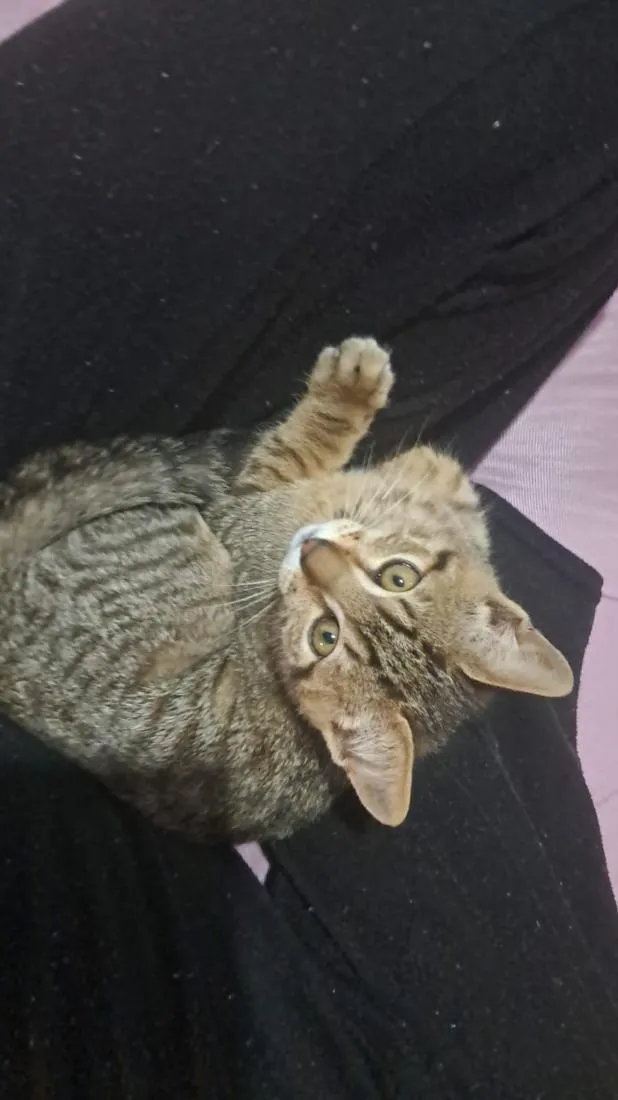 Gato raça SRD-ViraLata idade 2 a 6 meses nome Pitoco