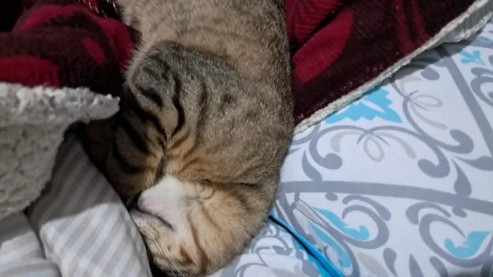 Gato raça SRD-ViraLata idade 2 a 6 meses nome Pitoco