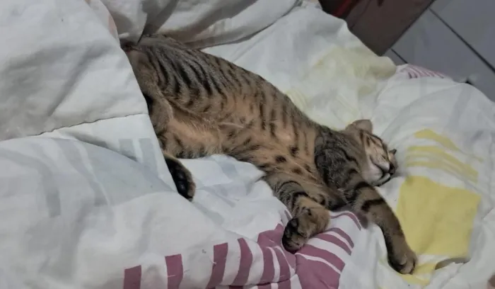 Gato raça SRD-ViraLata idade 2 a 6 meses nome Pitoco