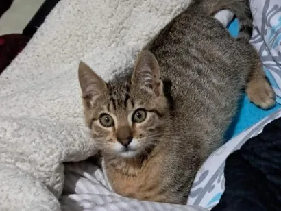 Gato raça SRD-ViraLata idade 2 a 6 meses nome Pitoco