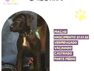 Cachorro raça SRD-ViraLata idade 2 a 6 meses nome Bubbaloo