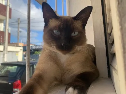 Gato raça Siamês idade 3 anos nome Fofinho