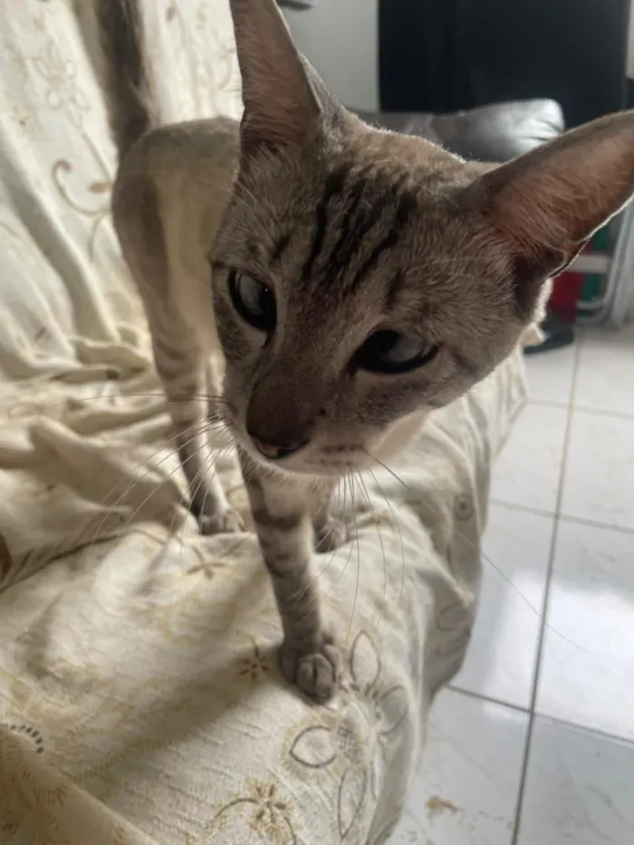 Gato raça SRD-ViraLata idade 1 ano nome PINK