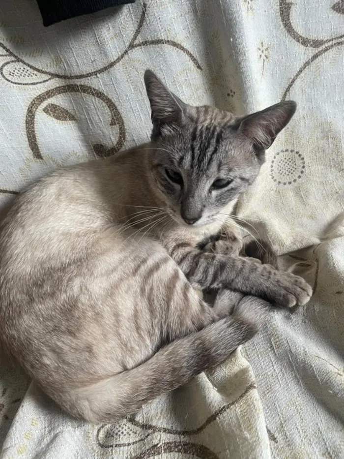 Gato raça SRD-ViraLata idade 1 ano nome PINK