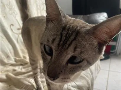 Gato raça SRD-ViraLata idade 1 ano nome PINK