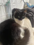 Felicia