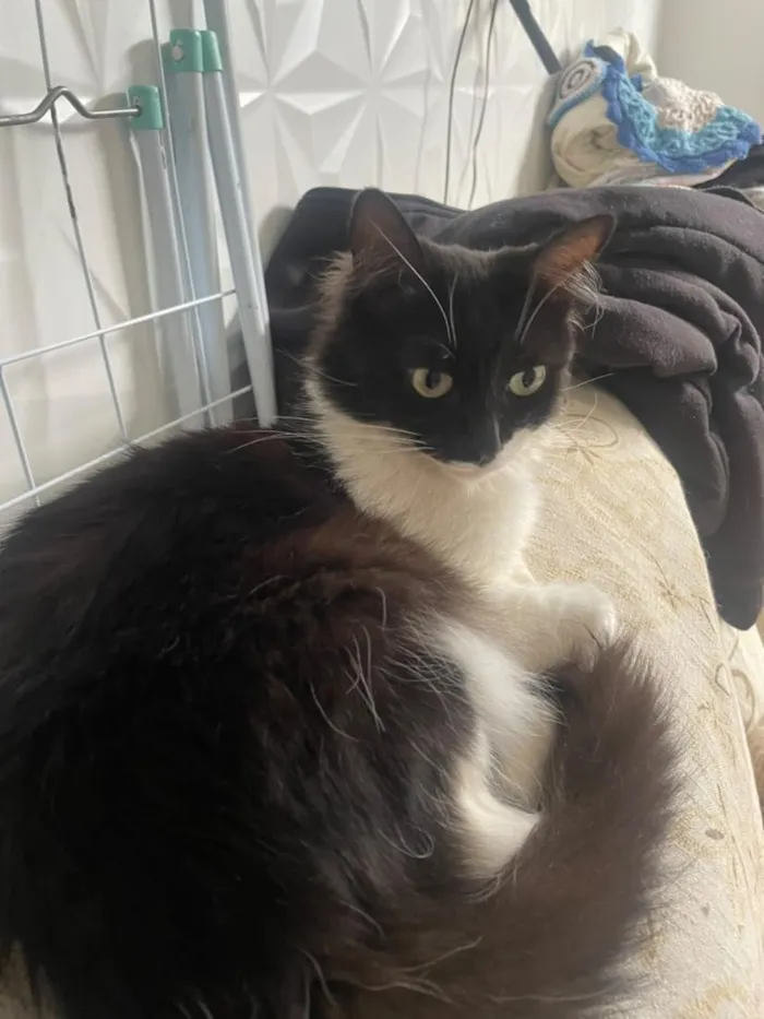 Gato raça SRD-ViraLata idade 1 ano nome Felicia