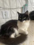 Felicia