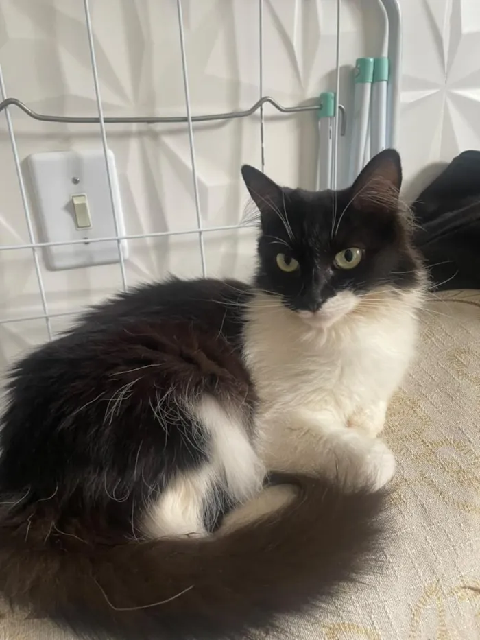 Gato raça SRD-ViraLata idade 1 ano nome Felicia