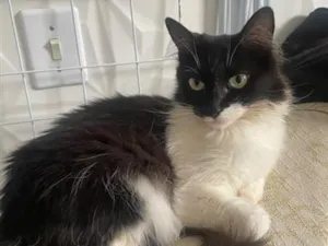 Gato raça SRD-ViraLata idade 1 ano nome Felicia
