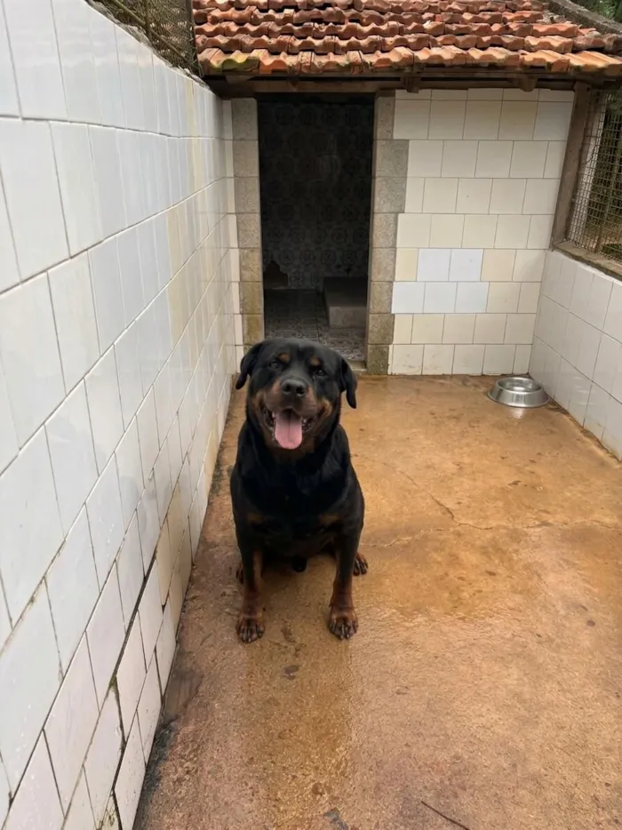 Cachorro raça Rottweiler idade 6 ou mais anos nome Rex e Greta