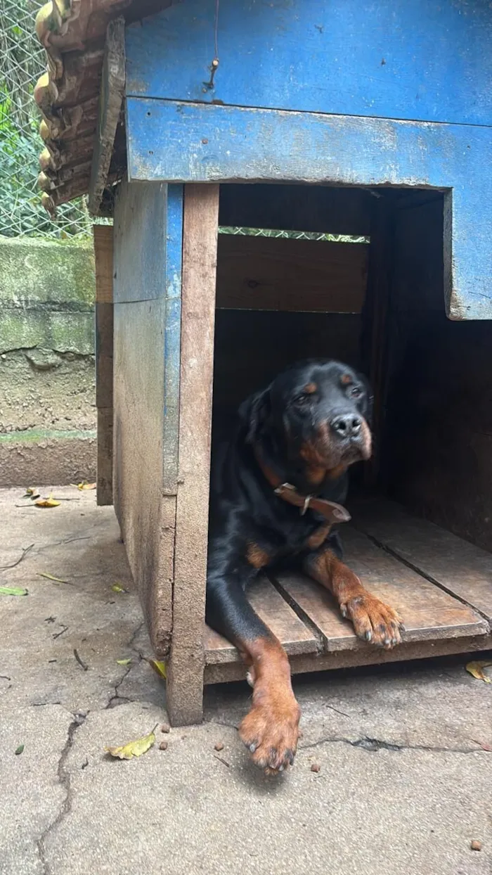Cachorro raça Rottweiler idade 6 ou mais anos nome Rex e Greta