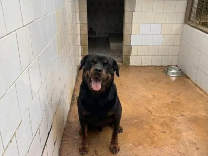 Cachorro raça Rottweiler idade 6 ou mais anos nome Rex e Greta