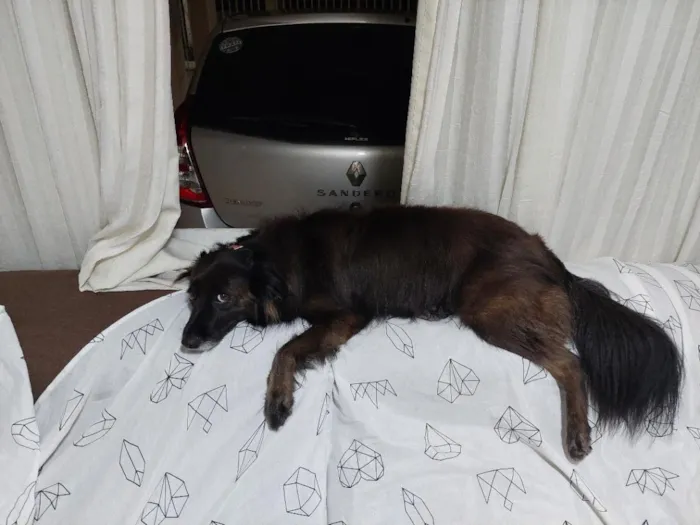 Cachorro raça SRD-ViraLata idade 5 anos nome Amora
