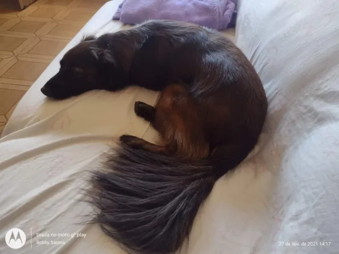 Cachorro raça SRD-ViraLata idade 5 anos nome Amora