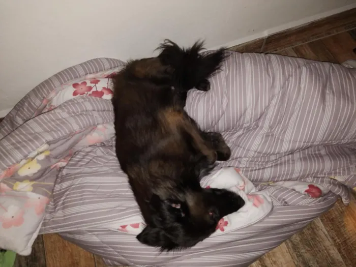 Cachorro raça SRD-ViraLata idade 5 anos nome Amora