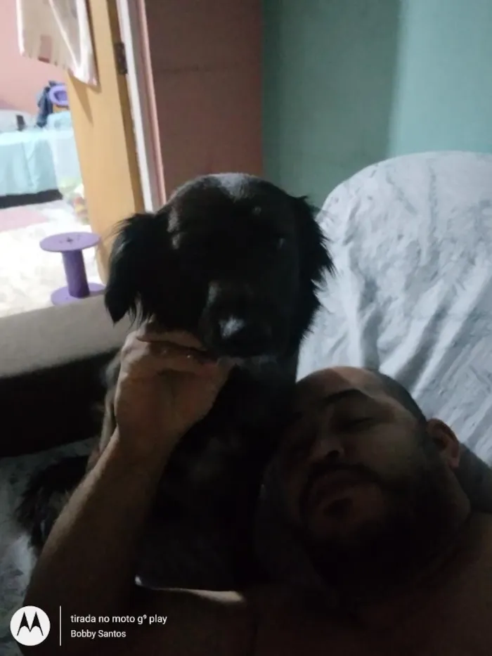 Cachorro raça SRD-ViraLata idade 5 anos nome Amora