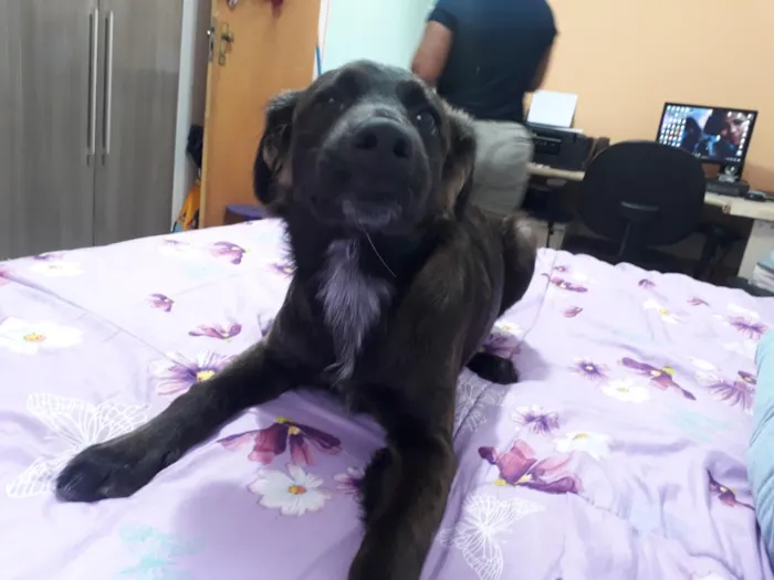 Cachorro raça SRD-ViraLata idade 5 anos nome Amora