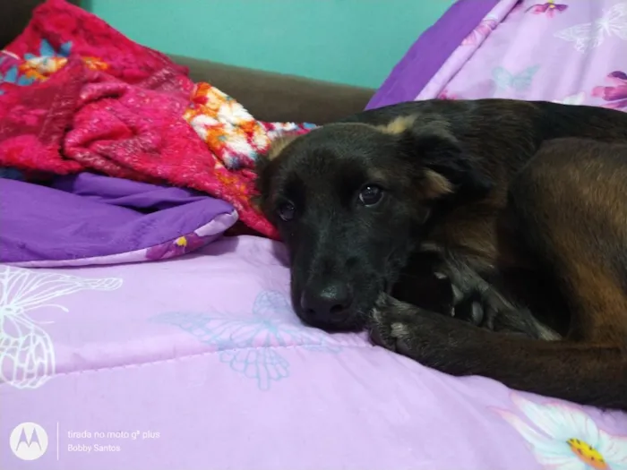 Cachorro raça SRD-ViraLata idade 5 anos nome Amora