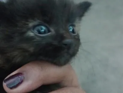 Gato raça SRD-ViraLata idade 2 a 6 meses nome luk