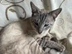 Gato raça SRD-ViraLata idade 1 ano nome PINK